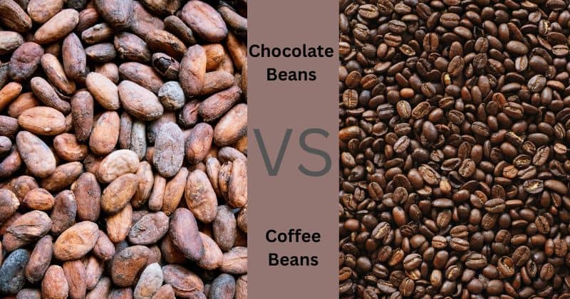 coffee beans and chocolate beans
