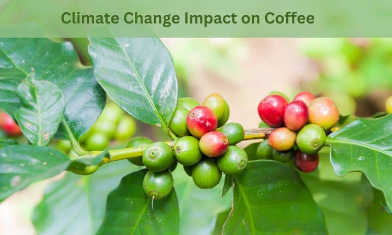 climate change impact on coffee