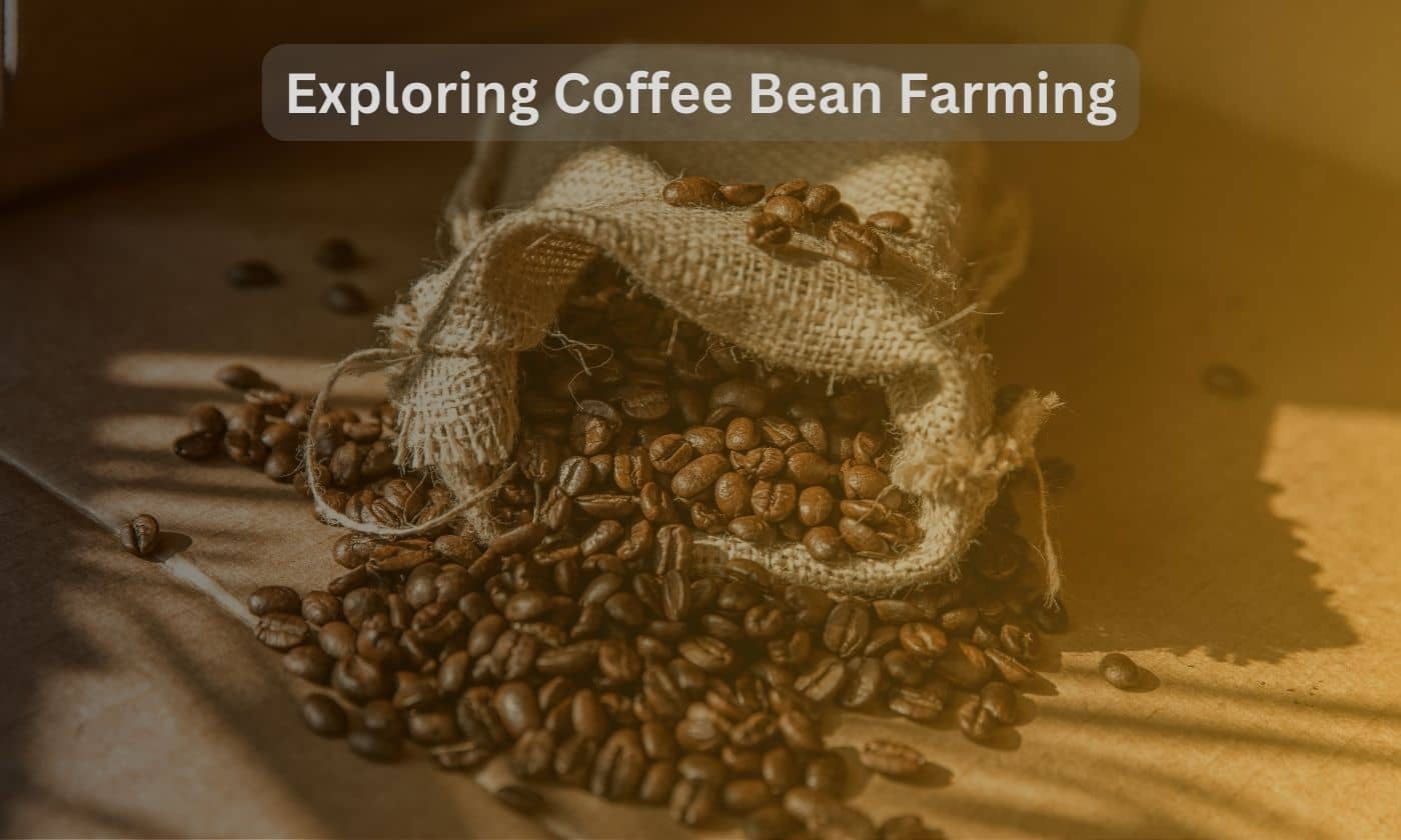 coffee bean farming