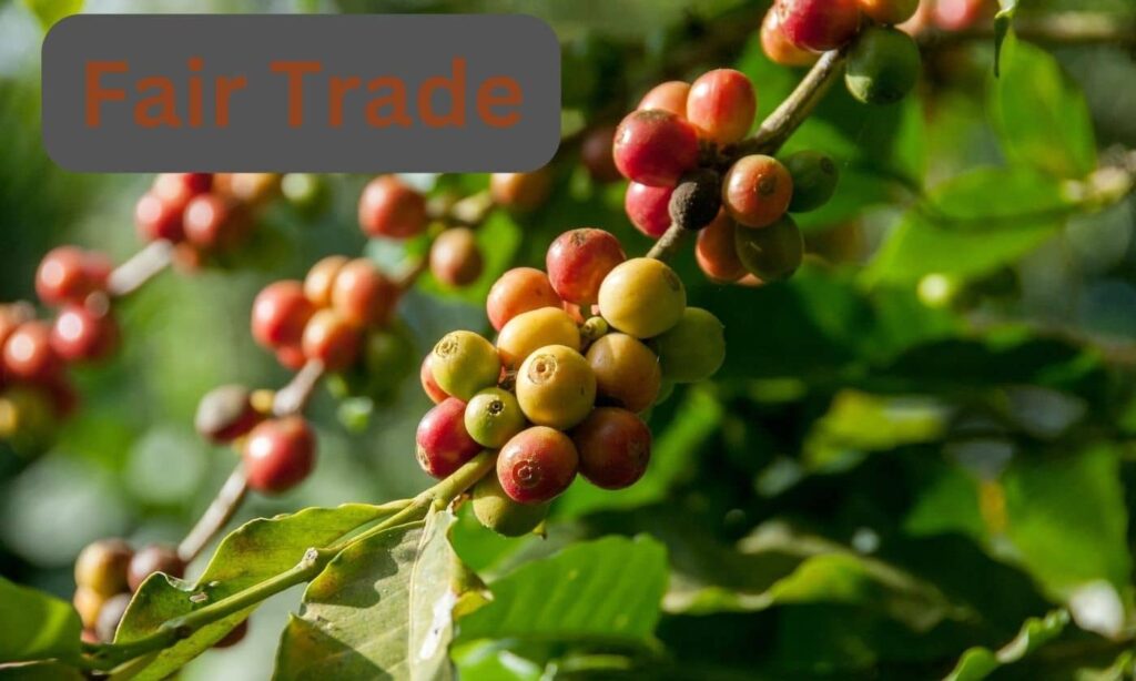 fair trade - origins of coffee beans