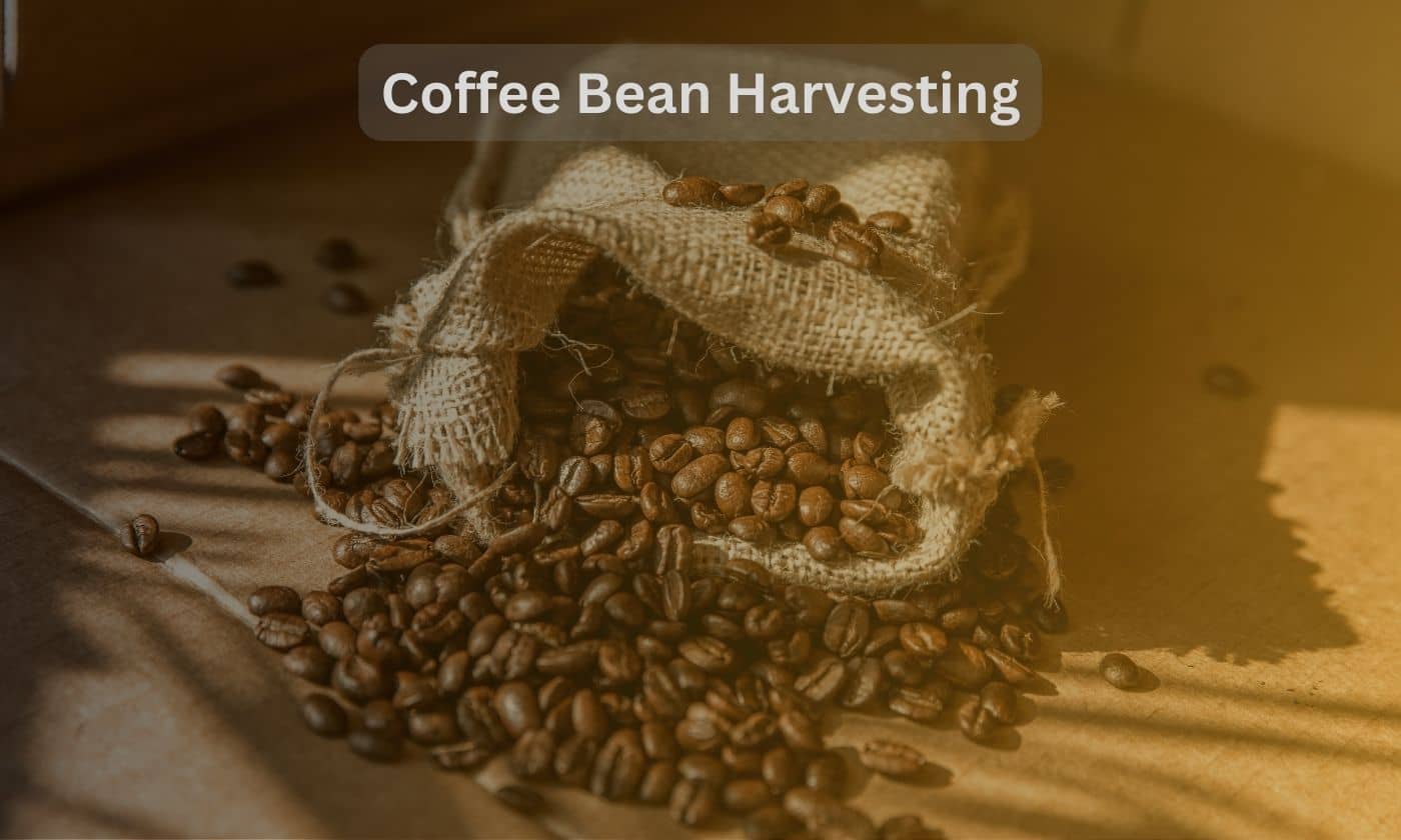 coffee bean harvesting