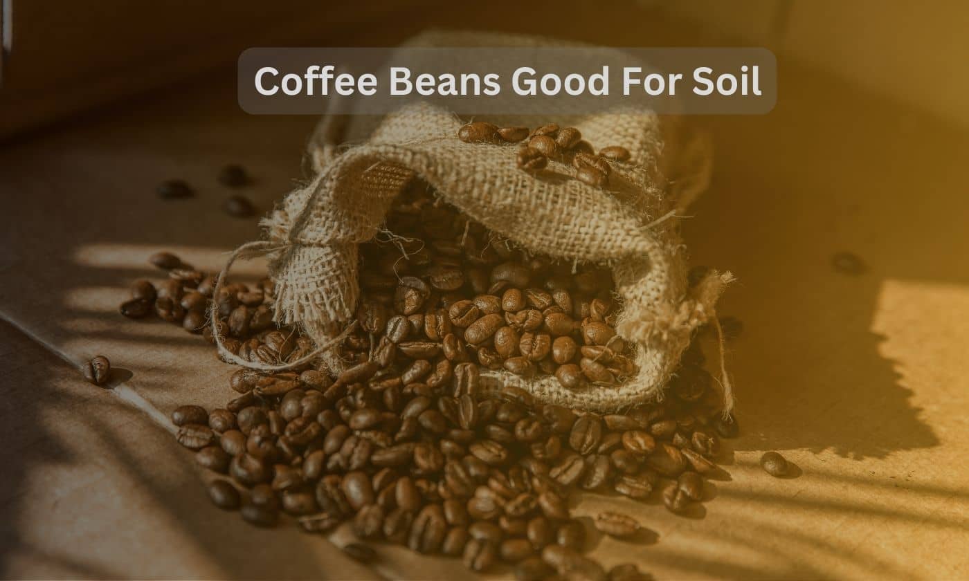 coffee beans good for soil